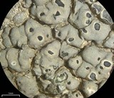 Aspicilia cuprea image