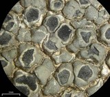 Aspicilia cuprea image
