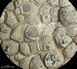Aspicilia cuprea image