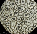 Aspicilia cuprea image