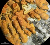 Xanthoria elegans image