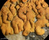 Xanthoria elegans image