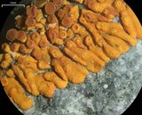Caloplaca saxicola image