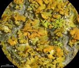 Xanthomendoza oregana image