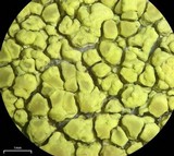 Pleopsidium flavum image