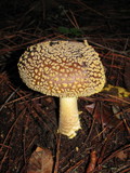Amanita augusta image