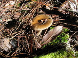 Amanita pachycolea image