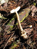 Amanita pachycolea image