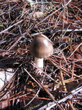 Amanita pachycolea image