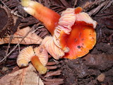 Hygrocybe punicea image