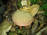 Boletus chrysenteron image