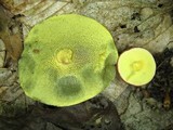 Boletus chrysenteron image