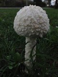 Amanita thiersii image