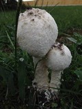 Amanita thiersii image
