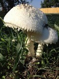 Amanita thiersii image