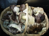 Tricholoma portentosum image