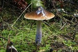 Cortinarius vanduzerensis image