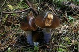 Cortinarius vanduzerensis image