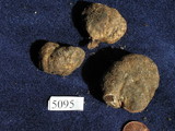 Rhizopogon salebrosus image