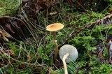 Cystoderma amianthinum image