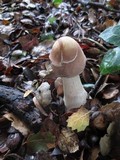 Chlorophyllum rachodes image