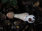 Chlorophyllum rachodes image