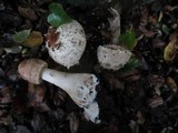 Chlorophyllum rachodes image