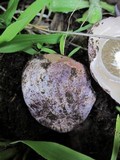 Phallus hadriani image