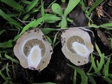 Phallus hadriani image