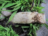 Phallus hadriani image
