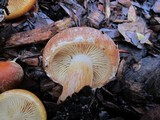 Gymnopilus humicola image