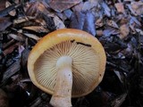 Gymnopilus humicola image