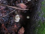 Mycena galericulata image