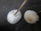Mycena galericulata image