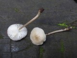 Mycena galericulata image