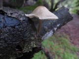 Mycena galericulata image