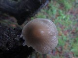 Mycena galericulata image