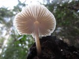 Mycena galericulata image