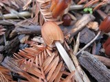 Parasola auricoma image