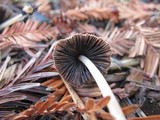 Parasola auricoma image
