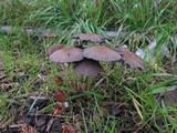 Parasola auricoma image