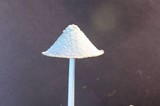 Coprinopsis nivea image