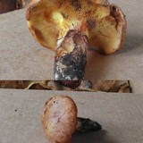 Suillus caerulescens image