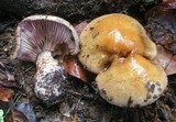 Cortinarius purpurascens image