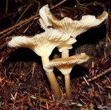 Clitocybe gibba image