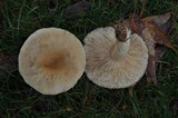 Lactarius pubescens var. betulae image