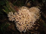 Lentaria pinicola image