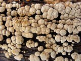 Nodulisporium cecidiogenes image