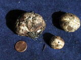 Rhizopogon ellenae image