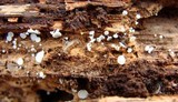 Lachnum virgineum image